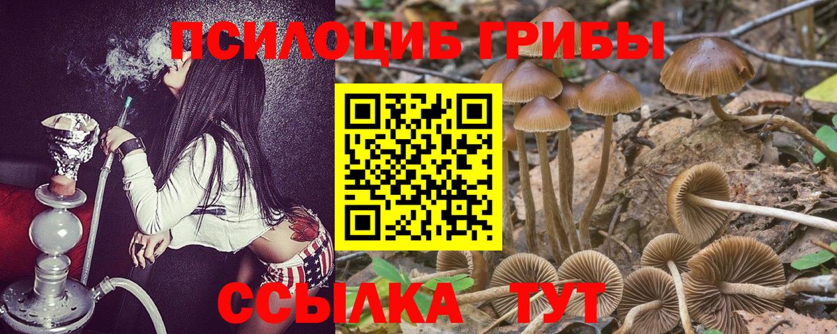 Галлюциногенные грибы Psilocybe Сыктывкар